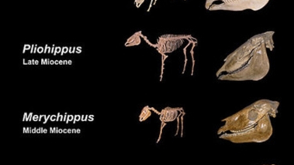 Atların ecdadı bulundu! 4.4 milyon yaşında!