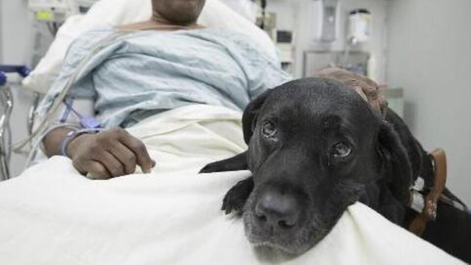 Köpeği onun için atladı!