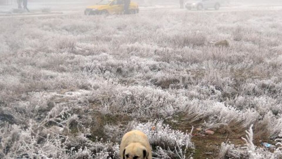 Üniversite kampüsünde dehşet!
