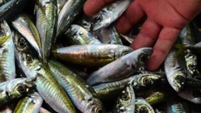 Bakanlık ceza yağdırdı!