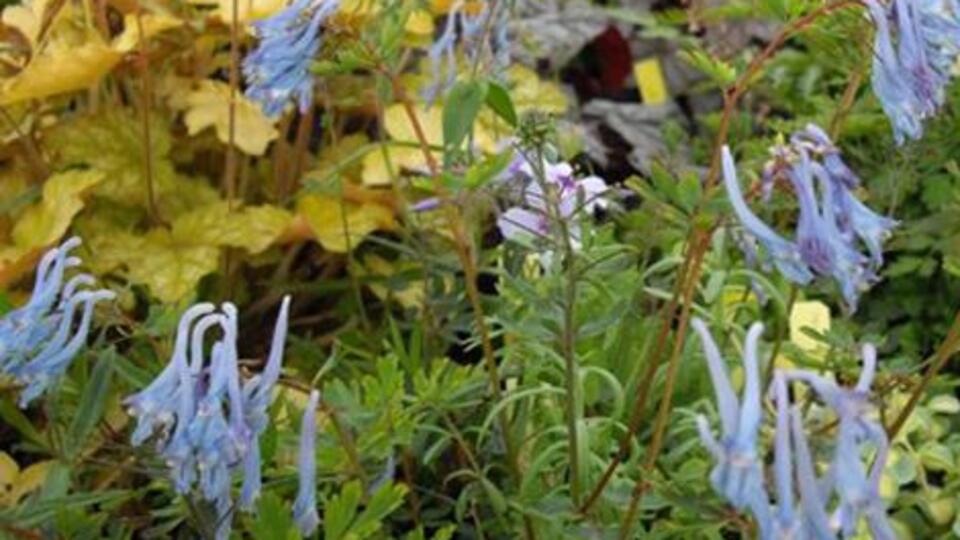 Çin'den kronik ağrılara bitki