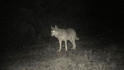 Türkiye'de ilk kez görüntülendi