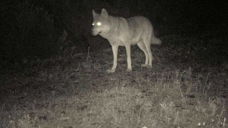 Türkiye'de ilk kez görüntülendi