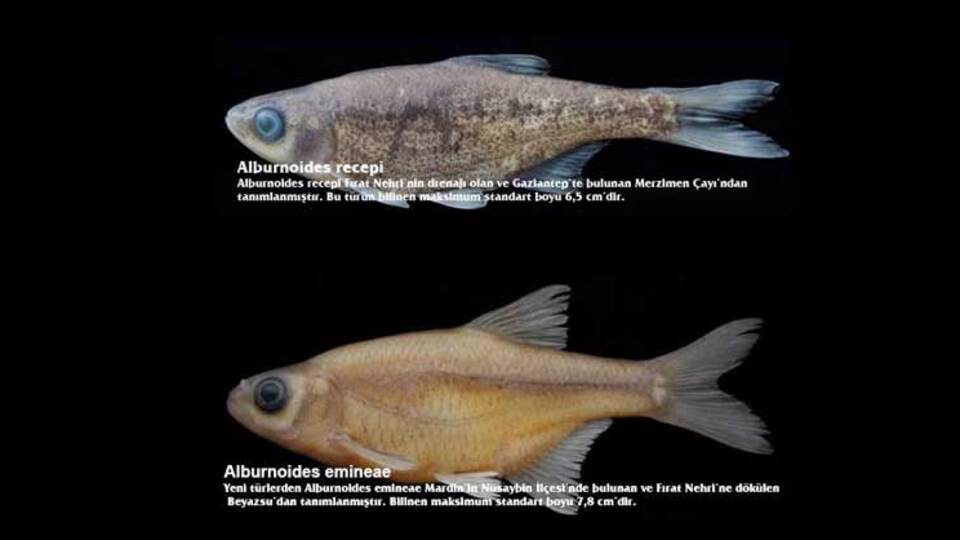 RTEÜ 3 sazana bu isimleri verdi