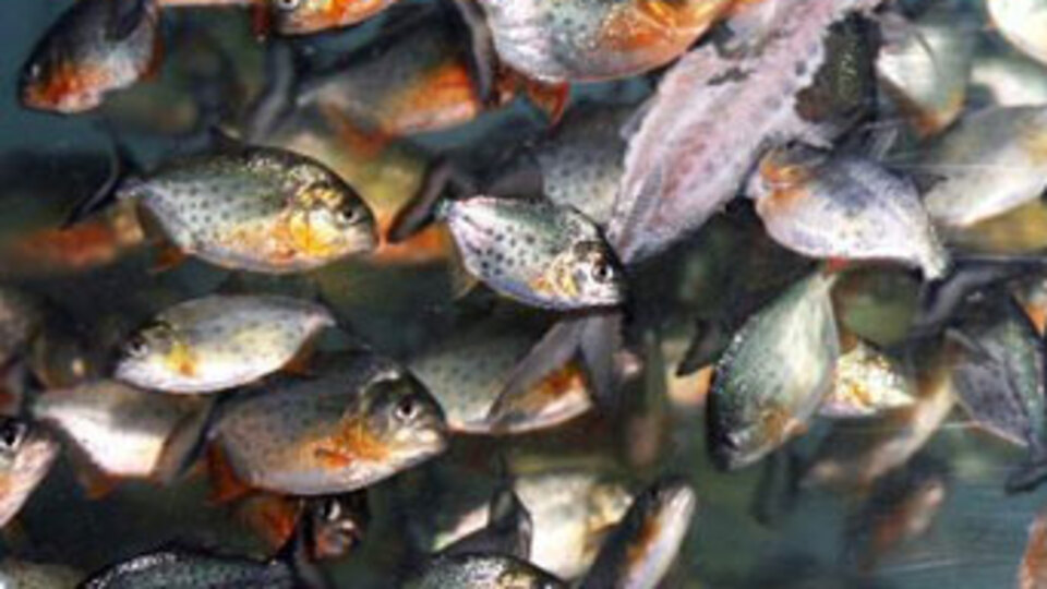 Pirana saldırısı böyle görüntülendi