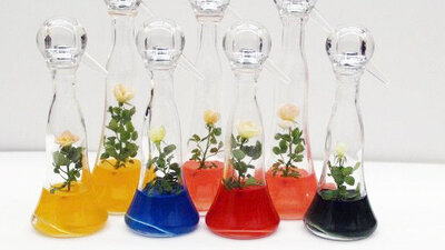 Sevgiliye solmayan gül