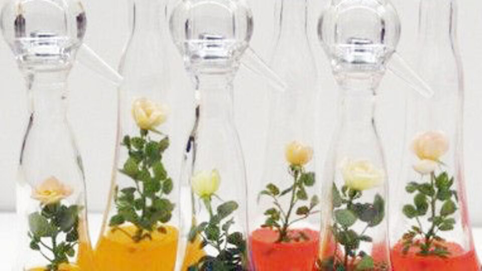 Sevgiliye solmayan gül