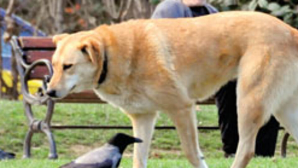 Bebek Parkı'nda köpek tedirginliği!