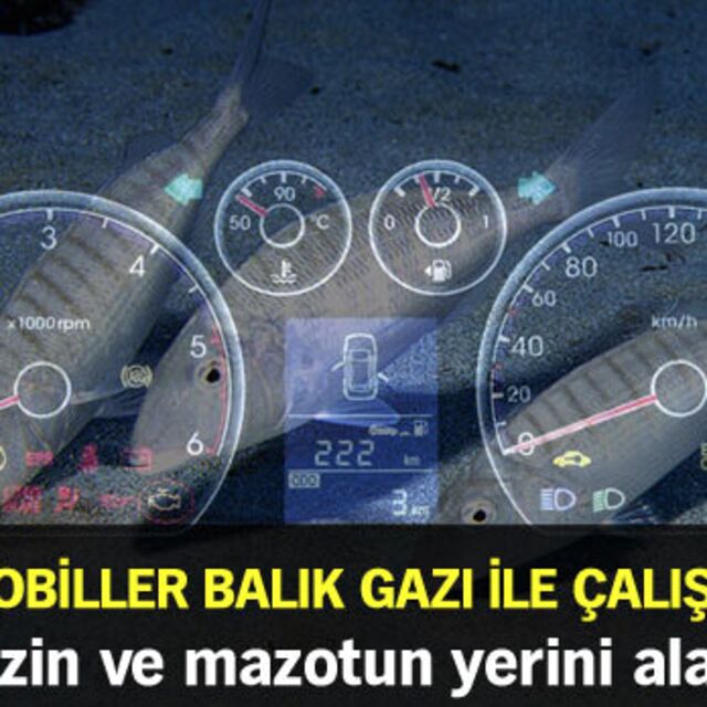Otomobiller balık gazı ile çalışacak!