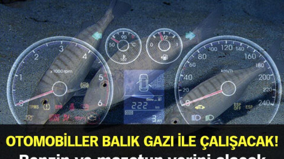 Otomobiller balık gazı ile çalışacak!