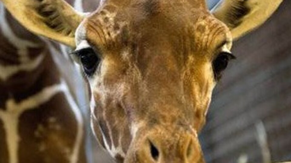 O zürafayı İzmir'e Zarife'ye gönderin