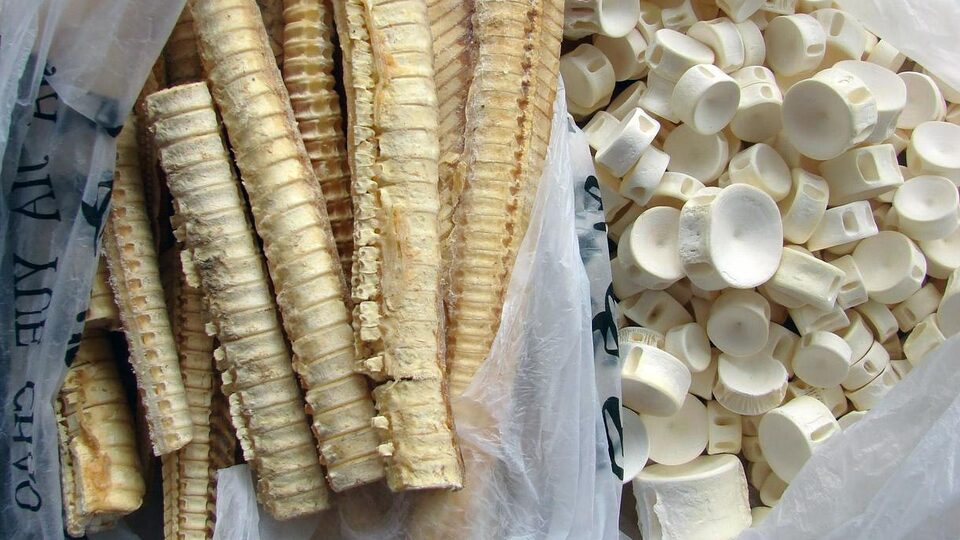 Köpekbalığı kıkırdağına dikkat!