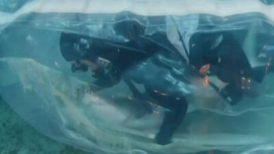 Köpekbalığı hayata böyle döndürüldü