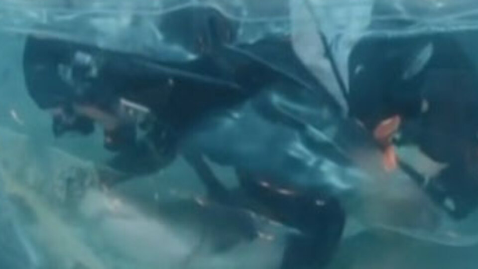 Köpekbalığı hayata böyle döndürüldü