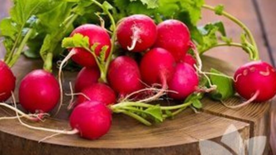 Kırmızı turpun faydaları