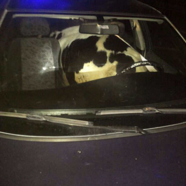 Polisi şaşkına çeviren hırsızlık!