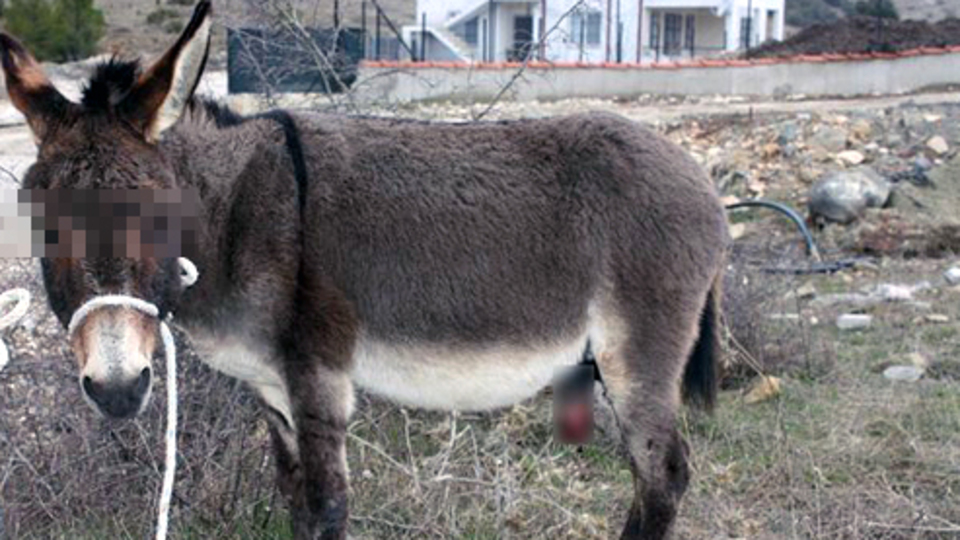 Eşeğe tecavüz ettin de birader ahıra niye girdin!
