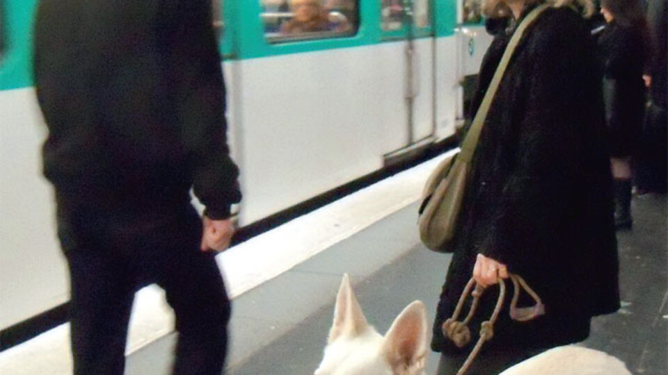 Köpeklere metro hakkı!