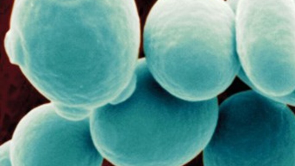 Sentetik bira mayası