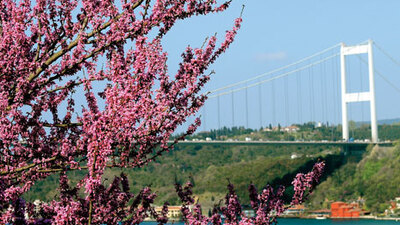 Boğaz'da erguvan mevsimi!