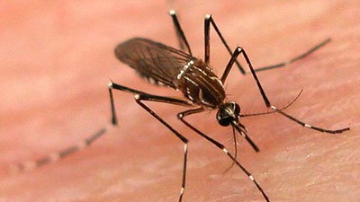 Yeni sivrisinek türleri keşfedildi