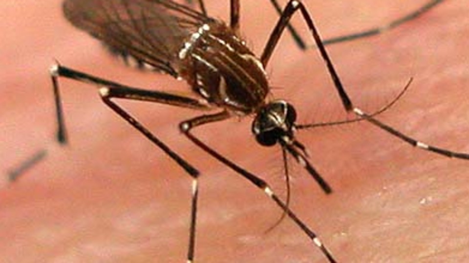 Yeni sivrisinek türleri keşfedildi