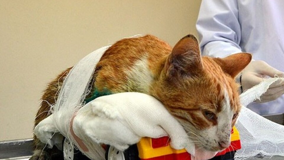 ''Bu tek sağlam patim...''