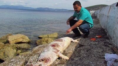 Kuşadası'nda ölü Akdeniz foku bulundu