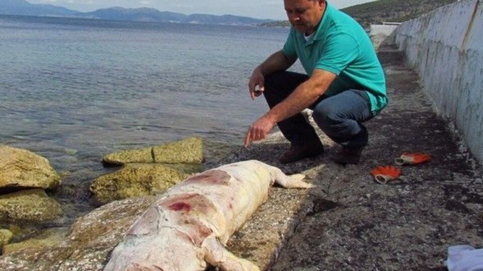 Kuşadası'nda ölü Akdeniz foku bulundu