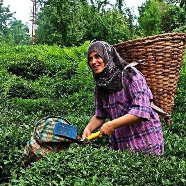 Yılın ilk çayı Feshane'de toplanacak