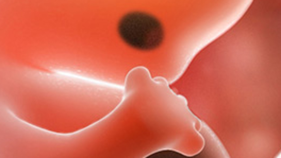 Gebelikte 9. Hafta (Hamilelik) Gebeliğin 9. haftasında neler oluyor?