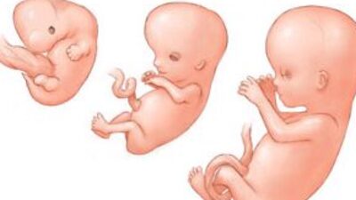 Gebelikte 11. Hafta (Hamilelik) Gebeliğin 11. haftasında neler oluyor?