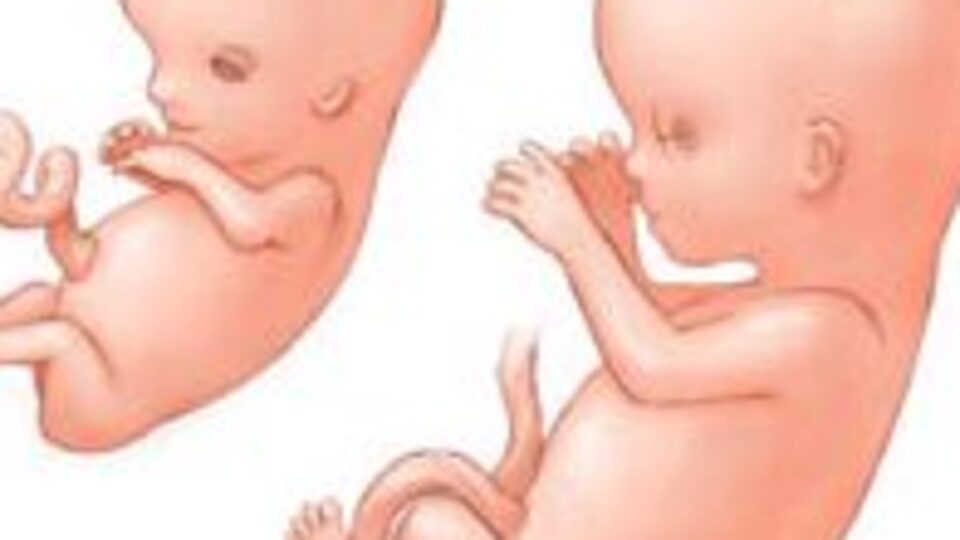 Gebelikte 11. Hafta (Hamilelik) Gebeliğin 11. haftasında neler oluyor?