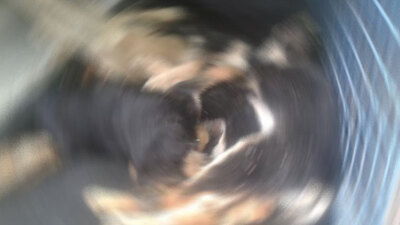 Köpekler değil insanlık öldü!