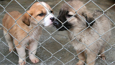 Petshoplar'da sadece balık ve kuş satılabilecek