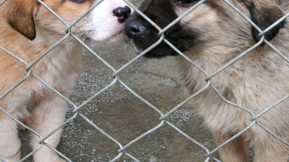 Petshoplar'da sadece balık ve kuş satılabilecek