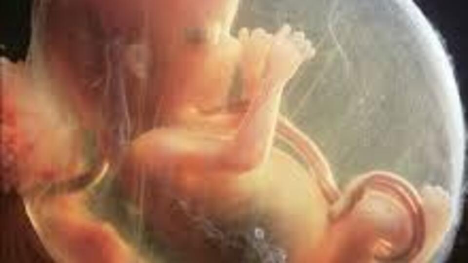 Gebelikte 15. Hafta (Hamilelik) Gebeliğin 15. haftasında neler oluyor?