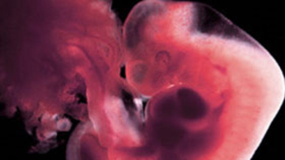 Gebelikte 4. Hafta (Hamilelik) Gebeliğin 4. haftasında neler oluyor?