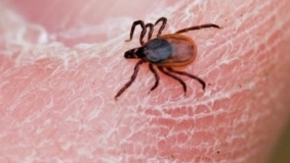 KKKA tehdidi sürüyor