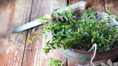 Kekik ve kekik yağının faydaları