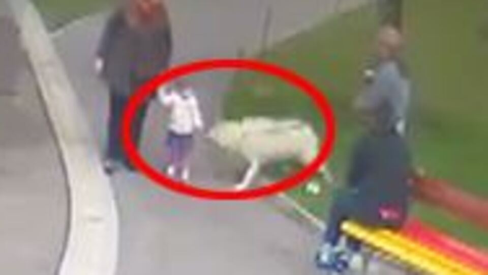 Kurt saldırısı kamerada!