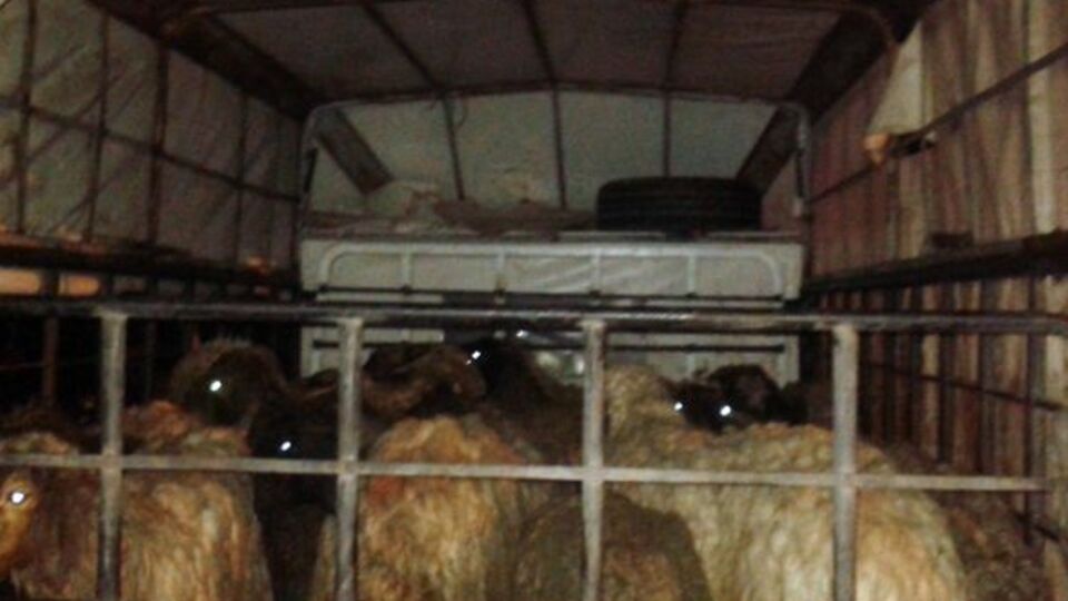Çobanı ilaçla uyutup 279 küçükbaş hayvanı çaldılar