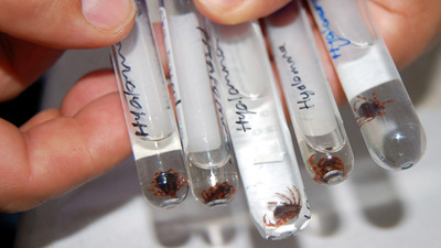 Tokat'ta kene şüphesiyle ölüm