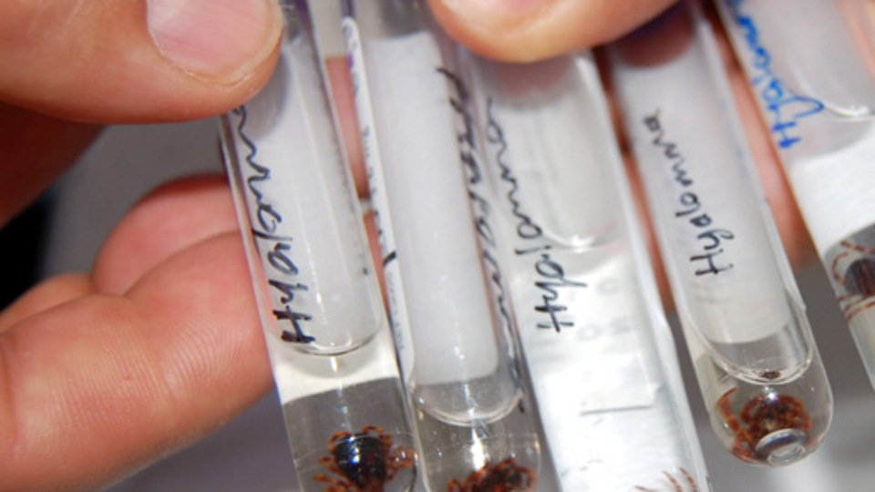 Tokat'ta kene şüphesiyle ölüm