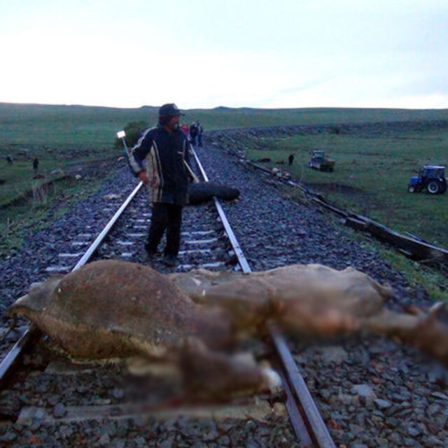 Kars'ta tren sürüye çarptı!