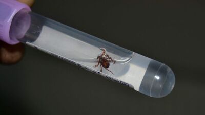 Konya'da kene alarmı