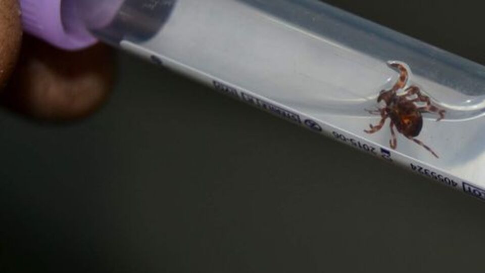 Konya'da kene alarmı