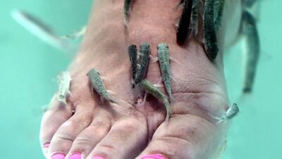 Doktor balıklar sezonu açtı