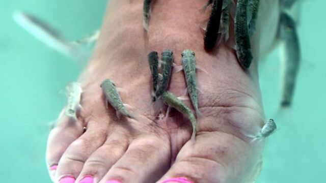 Doktor balıklar sezonu açtı