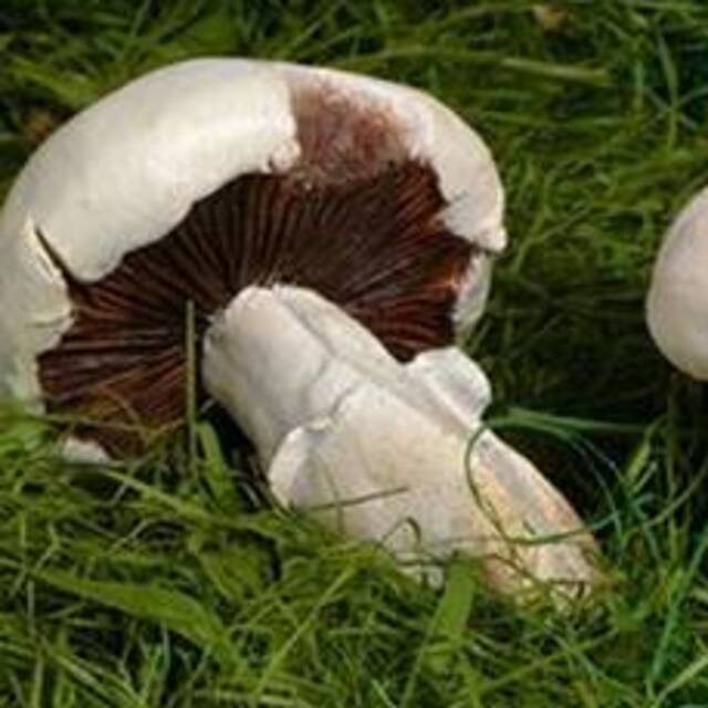 Zehirli mantar öldürdü